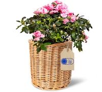 Creative Home Wicker Flower Plant Pot | 21 x 21 x 21 cm (+/- 2 cm)