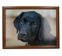 Creative Tops Labrador Laptray - Multicolour