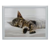 Creative Tops Sleeping Kitten Cushioned Bean Bag Laptray Dinner Tray 44 x 34 cm
