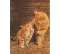 Creative Toy Company Cork Puzzles Ginger Cats 500 Piece Puzzle