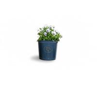 Creekwood 30cm Cotswold Cylinder Planter - Blue - Pack of 2