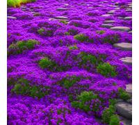 Creeping Thyme Plant(~210000pcs), Wild Thyme Flower Seeds Rock Cress Ground Cover Seeds, Carpet Evergreen Plant for Landscaping, Lawn Alternative