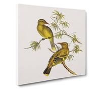 Crescent marked Oriole Birds by Elizabeth Gould Canvas Print | Gallery Wrapped 30mm Frame Wall Art | 14x14 inches | Ready to Hang | Retro Bird Picture | Living Room Bedroom Lounge Office
