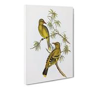 Crescent Marked Oriole Birds By Elizabeth Gould Canvas Print | Gallery Wrapped 30mm Frame Wall Art | 24x16 inches | Ready to Hang | Retro Bird Picture | Living Room Bedroom Lounge Office