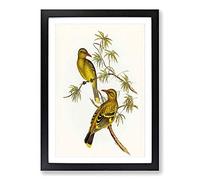 Crescent-Marked Oriole Birds by Elizabeth Gould Framed Print | A2 Black Framed Wall Art | Ready to Hang | Modern Nature Picture | Living Room Bedroom Lounge Office
