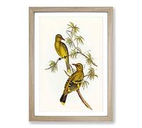 Crescent-Marked Oriole Birds by Elizabeth Gould Framed Print | A2 Oak Framed Wall Art | Ready to Hang | Modern Nature Picture | Living Room Bedroom Lounge Office