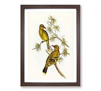 Crescent-Marked Oriole Birds by Elizabeth Gould Framed Print | A2 Walnut Framed Wall Art | Ready to Hang | Modern Nature Picture | Living Room Bedroom Lounge Office