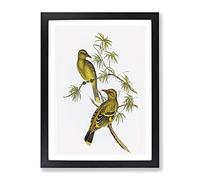 Crescent Marked Oriole Birds By Elizabeth Gould Vintage Framed Print | A3 Black Framed Wall Art | Ready to Hang | Classic Nature Picture | Living Room Bedroom Lounge Office