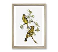 Crescent Marked Oriole Birds By Elizabeth Gould Vintage Framed Print | A3 Oak Framed Wall Art | Ready to Hang | Classic Nature Picture | Living Room Bedroom Lounge Office