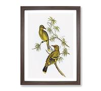 Crescent Marked Oriole Birds By Elizabeth Gould Vintage Framed Print | A3 Walnut Framed Wall Art | Ready to Hang | Classic Nature Picture | Living Room Bedroom Lounge Office