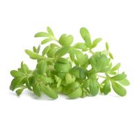 Cress 1 bunch x 5 pack