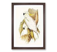 Crested Cockatoos by Elizabeth Gould Framed Print | A2 Walnut Framed Wall Art | Ready to Hang | Modern Nature Picture | Living Room Bedroom Lounge Office