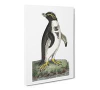 Crested Penguin By George Shaw Vintage Canvas Wall Art Print Ready to Hang, Framed Picture for Living Room Bedroom Home Office Décor, 20x14 Inch (50x35 cm)