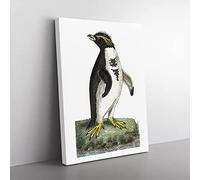 Crested Penguin By George Shaw Vintage Canvas Wall Art Print Ready to Hang, Framed Picture for Living Room Bedroom Home Office Décor, 76x50 cm (30x20 Inch)