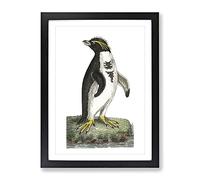 Crested Penguin By George Shaw Vintage Framed Print | A4 Black Framed Wall Art | Ready to Hang | Classic Nature Picture | Living Room Bedroom Lounge Office
