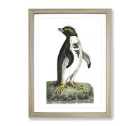 Crested Penguin By George Shaw Vintage Framed Print | A4 Oak Framed Wall Art | Ready to Hang | Classic Nature Picture | Living Room Bedroom Lounge Office
