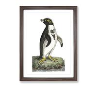 Crested Penguin By George Shaw Vintage Framed Print | A4 Walnut Framed Wall Art | Ready to Hang | Classic Nature Picture | Living Room Bedroom Lounge Office