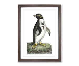 Crested Penguin By George Shaw Vintage Framed Print | A4 Walnut Framed Wall Art | Ready to Hang | Classic Nature Picture | Living Room Bedroom Lounge Office