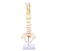 CRILSTYLEO Flexible PVC Spine Model with Detailed Vertebrae Intervertebral Discs Nerve Roots Femur for Medical Training and Anatomy Study Unbreakable Human Vertebral Column Tool