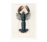 Crimson Crawfish Poster, Vintage Botanical Art Prints, Retro Encyclopedia Illustration Wall Art Plants Botany Pictures, Bedroom Living Room Home Decor, A3 (Print Only) - 42x29.7cm