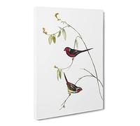 Crimson Finch Bird By Elizabeth Gould Canvas Print | Gallery Wrapped 30mm Frame Wall Art | 30x20 inches | Ready to Hang | Retro Animals Picture | Living Room Bedroom Lounge Office