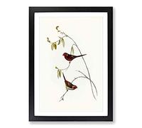 Crimson Finch by Elizabeth Gould Framed Print | A2 Black Framed Wall Art | Ready to Hang | Modern Nature Picture | Living Room Bedroom Lounge Office