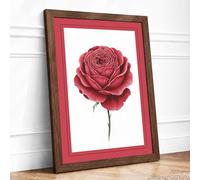 Crimson Rose Unfolding Botanical Framed Wall Art Print A1 (84.1×59.4cm) Walnut, Wall Decor for Living Room, Bedroom, Office & Home, Ready to Hang, Art Gift