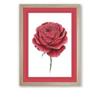 Crimson Rose Unfolding Botanical Framed Wall Art Print A2 (59.4×42cm) Oak, Wall Decor for Living Room, Bedroom, Office & Home, Ready to Hang, Art Gift