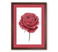 Crimson Rose Unfolding Botanical Framed Wall Art Print A2 (59.4×42cm) Walnut, Wall Decor for Living Room, Bedroom, Office & Home, Ready to Hang, Art Gift