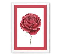 Crimson Rose Unfolding Botanical Framed Wall Art Print A2 (59.4×42cm) White, Wall Decor for Living Room, Bedroom, Office & Home, Ready to Hang, Art Gift