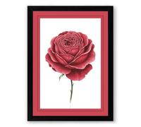 Crimson Rose Unfolding Botanical Framed Wall Art Print A3 (42×29.7cm) Black, Wall Decor for Living Room, Bedroom, Office & Home, Ready to Hang, Art Gift