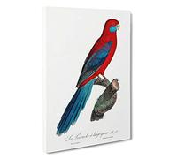 Crimson Rosella Parrot by F. Levaillant Canvas Print | Gallery Wrapped 30mm Frame Wall Art | 30x20 inches | Ready to Hang | Modern Animals Picture | Living Room Bedroom Lounge Office