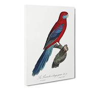 Crimson Rosella Parrot By F. Levaillant Canvas Print | Gallery Wrapped 30mm Frame Wall Art | 30x20 inches | Ready to Hang | Retro Animals Picture | Living Room Bedroom Lounge Office