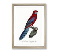 Crimson Rosella Parrot By F. Levaillant Vintage Framed Print | A3 Oak Framed Wall Art | Ready to Hang | Classic Animal Picture | Living Room Bedroom Lounge Office