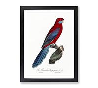 Crimson Rosella Parrot By F. Levaillant Vintage Framed Print | A4 Black Framed Wall Art | Ready to Hang | Classic Animal Picture | Living Room Bedroom Lounge Office