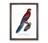 Crimson Rosella Parrot By F. Levaillant Vintage Framed Wall Art Print, Ready to Hang Picture for Living Room Bedroom Home Office Décor, Walnut A2 (64 x 46 cm)