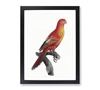 Crimson Shining Parrot By F. Levaillant Vintage Framed Print | A2 Black Framed Wall Art | Ready to Hang | Classic Animal Picture | Living Room Bedroom Lounge Office
