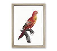 Crimson Shining Parrot By F. Levaillant Vintage Framed Print | A2 Oak Framed Wall Art | Ready to Hang | Classic Animal Picture | Living Room Bedroom Lounge Office