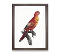 Crimson Shining Parrot By F. Levaillant Vintage Framed Print | A4 Walnut Framed Wall Art | Ready to Hang | Classic Animal Picture | Living Room Bedroom Lounge Office