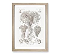 Crinoids by Ernst Haeckel Framed Print | A2 Oak Framed Wall Art | Ready to Hang | Modern Nature Picture | Living Room Bedroom Lounge Office
