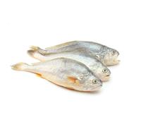 Croaker Whole Fish Box 80kg - Premium Quality Seafood, Wild-Caught Croaker for Restaurants, Wholesale & Catering Use - Freshly Preserved for Authentic Taste