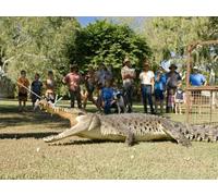 Croc in My Backyard