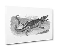 Crocodile In Black & White By George Shaw Vintage Canvas Wall Art Print Ready to Hang, Framed Picture for Living Room Bedroom Home Office Décor, 24x16 Inch (60x40 cm)
