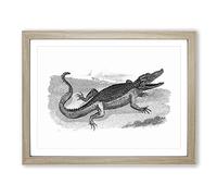 Crocodile In Black & White By George Shaw Vintage Framed Wall Art Print, Ready to Hang Picture for Living Room Bedroom Home Office Décor, Oak A4 (34 x 25 cm)