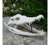 Crocodile Skull Anatomical Model for Medical Teaching and Research, Natural Taxidermy Specimen, 15-30Cm Exquisite Animal Gift for Amphibians and Reptiles