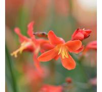 Crocosmia 'Carmine Brilliant' RHS Award 9cm/2L, 9cm