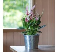 Crocus Collection 14cm Metal Aluminium Planter Hand Etched Indoor Outdoor Use Plant Pot Vintage Style