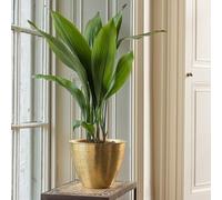Crocus Collection 16cm Etched Brass Pot Cover Decorative Planter Plant Pot for Indoor Use