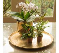 Crocus Collection 16cm Etched Brass Tray Decorative Planter Plant Pot Display Centrepiece