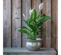 Crocus Collection 20cm Polished Silver Plated Etched Bowl Planter Decorative Plant Pot for Indoor Use